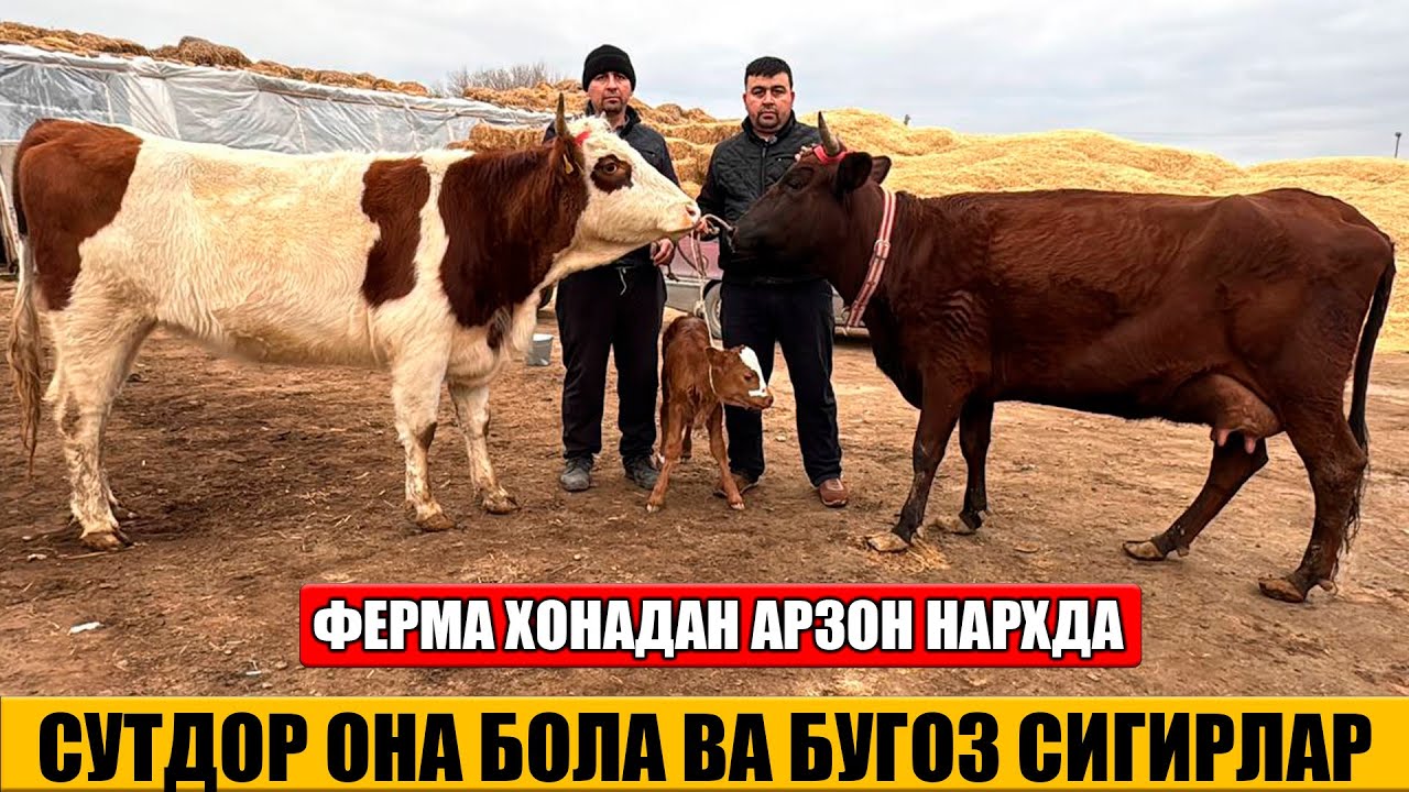 СУТДОР ОНА БОЛА ВА БУГОЗ СИГИРЛАР ФЕРМА ХОНАДАН АРЗОН НАРХДА 16-01-2026