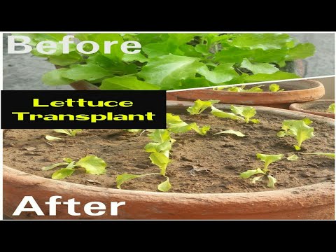 How to Transplant Lettuce Seedlings into Containers | Asim Nawaz Garden