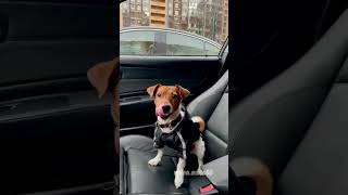 Jack russel🤎#videoedits60 #animals