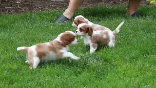 Cavalier King Charles Spaniel Puppies For Sale by Greenfield Puppies 133 views 3 days ago 35 seconds