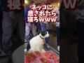 ネッコの動画で癒されたら寝ろwww #2ch #2ch動物スレ #2ch面白いスレ #動物 #犬 #猫 #癒やし #ねこ