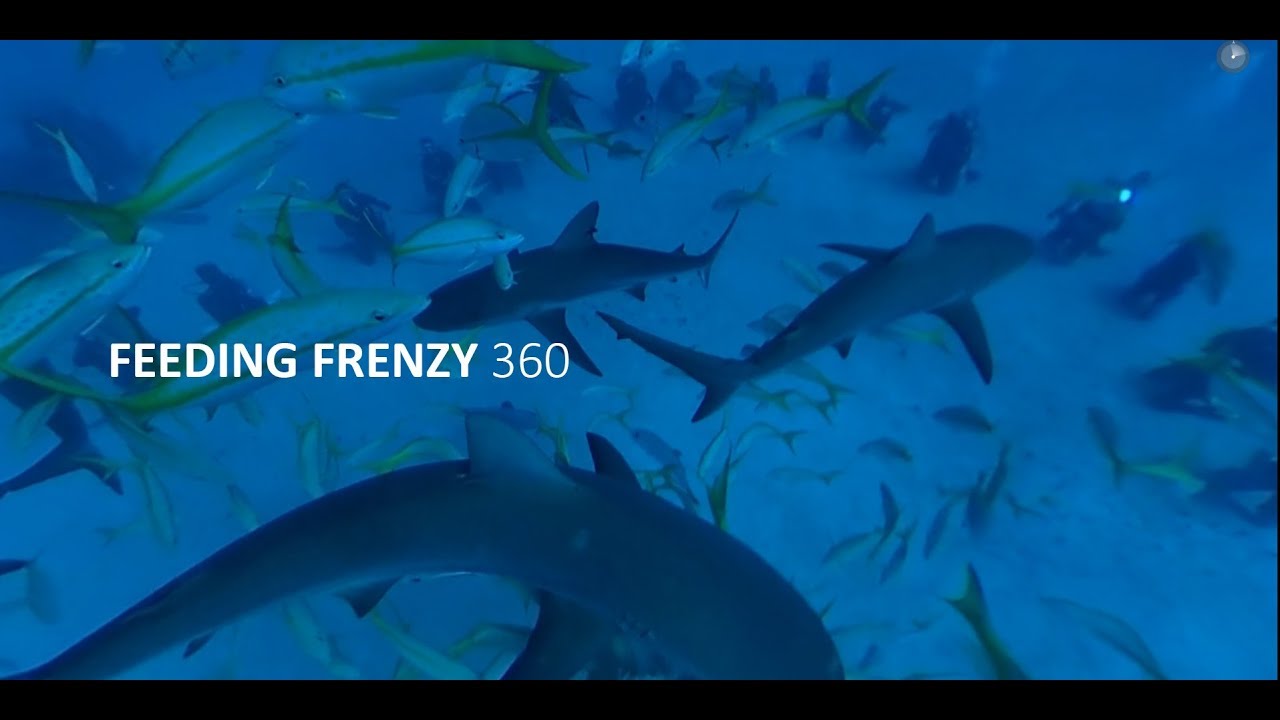 Shark Feeding Frenzy 360VR