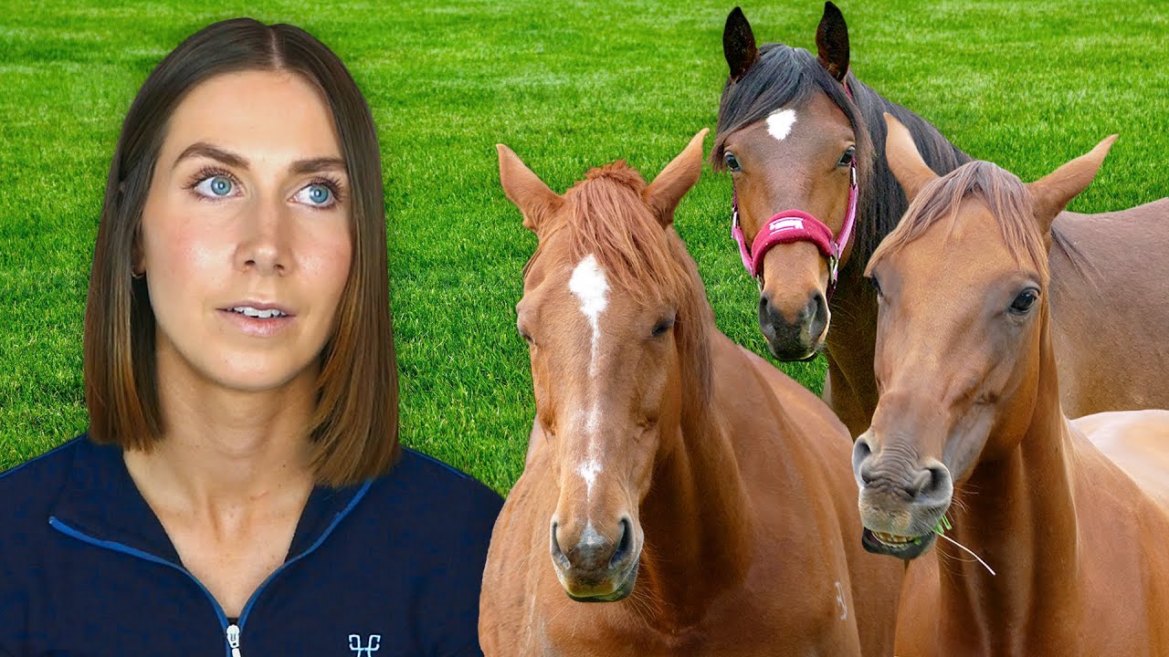 Вывожу лошадей на пенсию