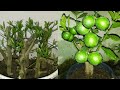 Growing lemon tree from cutting...