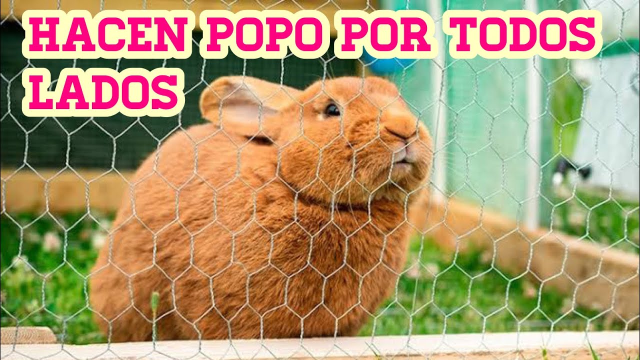 How Do I Stop My Bunny From Pooping EVERYWHERE YouTube how-do-i-stop-my-bunny-from-pooping-everywhere-youtube