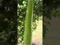 🥒 2025 Garden Remnants in Arkansas | Cucumbers &amp; “Chandelier” Philippine Squash! 🍆😂 #nature