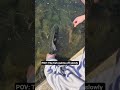 pov the fish swims off slowly