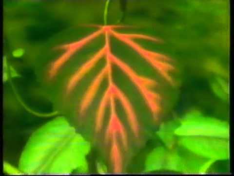 香港經典廣告1996太太口服液