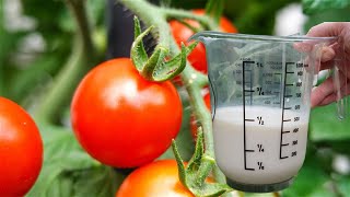 100% НАТУРАЛЬНОЕ средство для томатов, роз и других растений - Пищевая сода и молоко против болезней