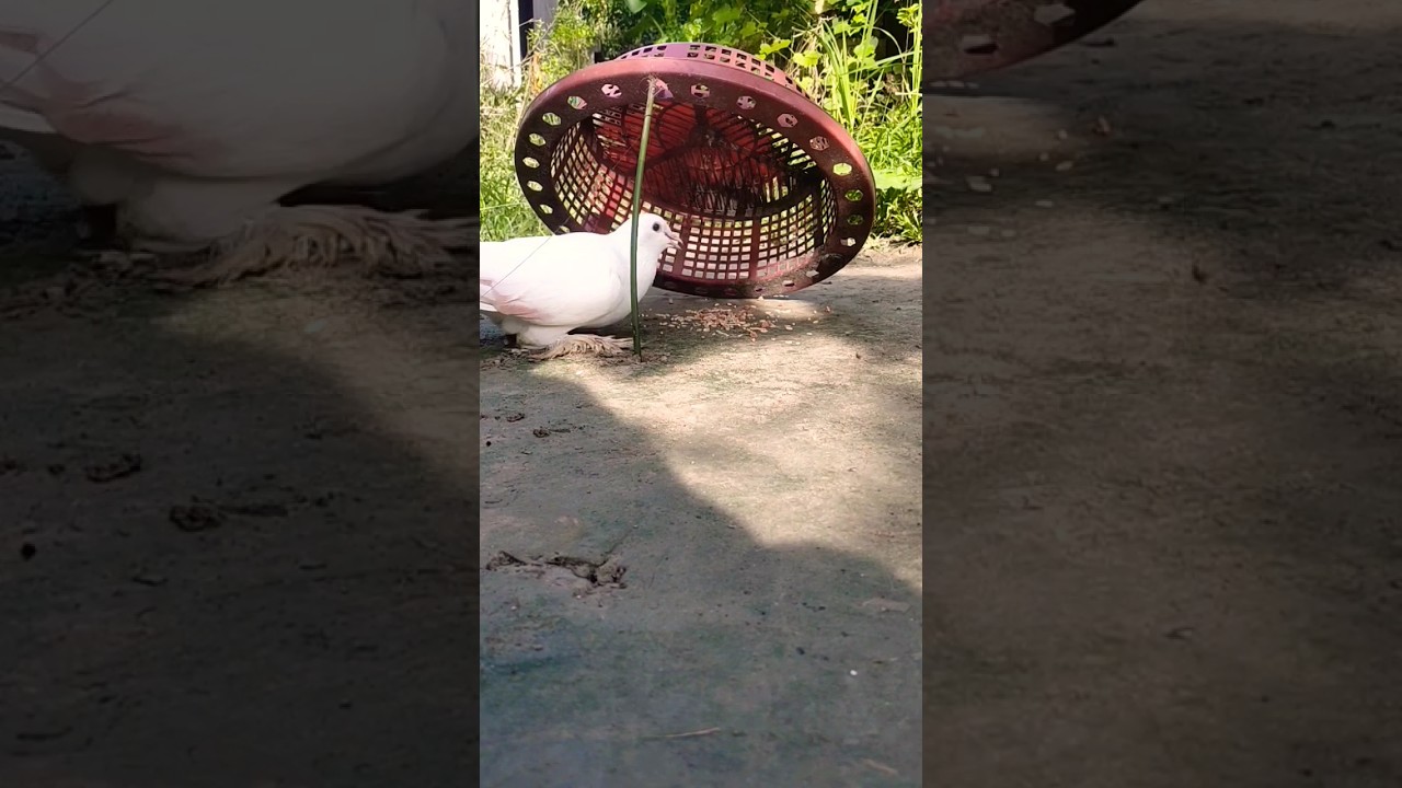 Unique pigeon trap Make for basket ||Unique bird trap 