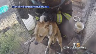 Body Cam Footage Show Firefighter Saving Dog In Stockton House Fire