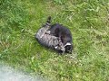 cat fight   crazy fighting cats compilation video