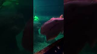 Massive Sharks Gliding Through The Tank