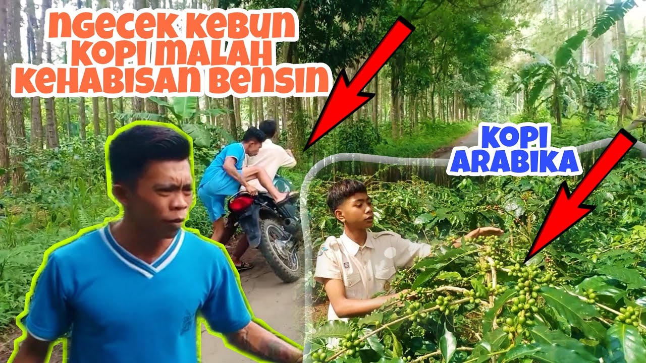 { PART 1 } Lihat kebun kopi malah kehabisan bensin ||komedi madura||