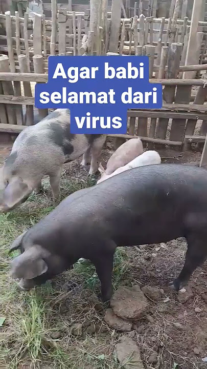 Cara agar babi selamat dari virus #virus #virusbabi #penyakitbabi
