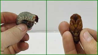 From Larva To Beetle The Life Cycle Of The Rhinoceros Beetle...