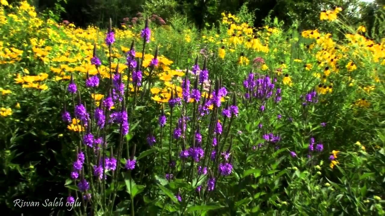 Гармония музыки и природы - Лето. (Чайковский. Времена года.) - YouTube