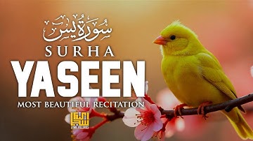 সূরা ইয়াসিন (ইয়াসিন)-سورة يس | মনের শান্তির জন্য সবচেয়ে সুন্দর কোরআন তেলাওয়াত | আয়াহ রেকর্ডস