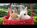 #68④ ♂うさぎが仲良くうさんぽ！広すぎる公園をめちゃくちゃ楽しむ！♂ Rabbits take a walk together! Enjoy playing in a park!