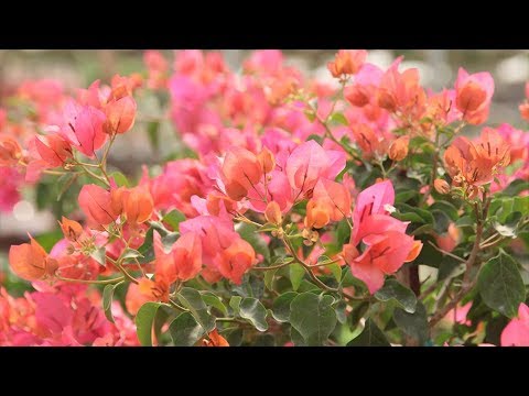 Bougainvillea