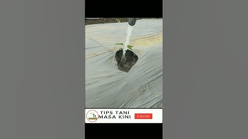 Pengocoran pertama cabe Bhaskara 10 hst
