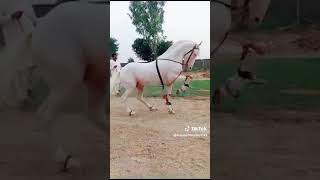 nokray ke dance ache lagay to subscribe krain