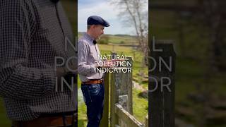 How To Measure Air Pollution, Naturally