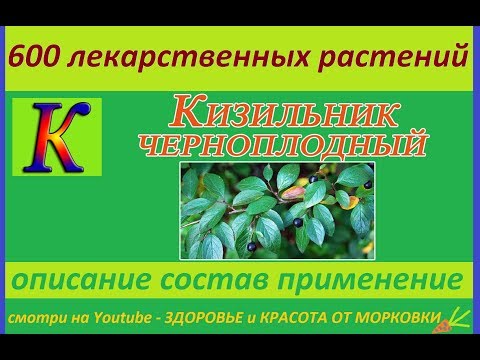 Video: Chokeberry cotoneaster: beskrywing en nuttige eienskappe