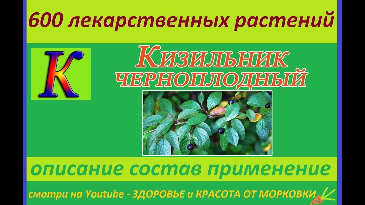 кизильник черноплодный 600 лекарственных растений - YouTube