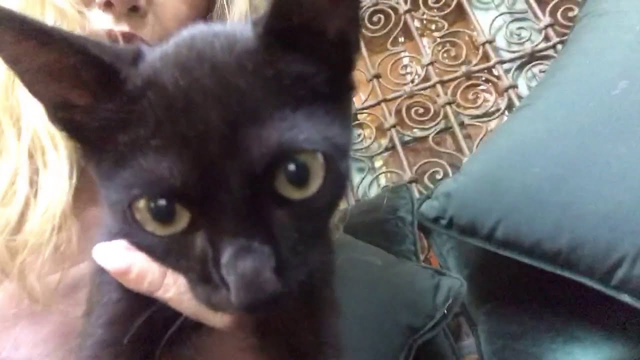 Arielle's black cat rescue