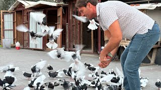 Sıraya Güvercin Döndürdü1080 P Izlerıdvan Koç Dönek Güvercinleri Dönüşleridunek Pigeons Spinner