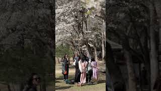 The cherry blossoms in Nami Island South Korea