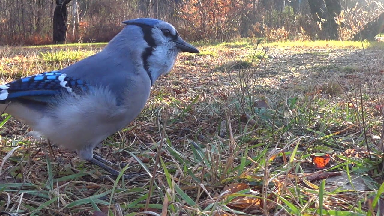 Blue jay way YouTube