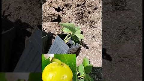 Successful Propagation of Figs.