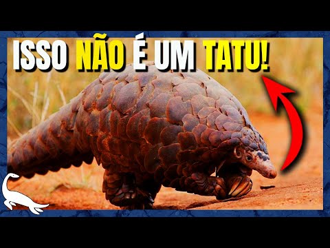 Vídeo: Quando os pangolins comem?