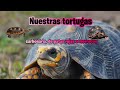 Nuestras tortugas carbonária, de patas rojas o morrocoy  | Mundo Tortuga #mundo #tortuga #tierra