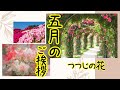 【５月の挨拶動画】ラインで送るつつじのカード 初夏の挨拶