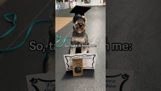 How my Schnauzer Benefited From Obedience School #minischnauzer