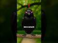 Why Crows are Evil… #shorts #facts