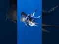 Diver vs Giant Marlin Underwater Struggle 🌊🐟 다이버 vs 거대 청새치 수중 사투 ダイバー対巨大カジキ水中死闘