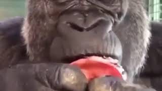 Gorilla Eating A Pomegranate