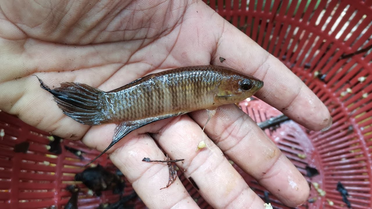Sauk Wild Betta Pugnax Dapat Livida Youtube Sauk Wild Betta Pugnax Dapat Livida Youtube