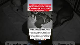 A LAS 2 A.M., UNA VETERINARIA SE ACOSTÓ JUNTO A BARNABY Y LE CAMBIÓ LA VIDA