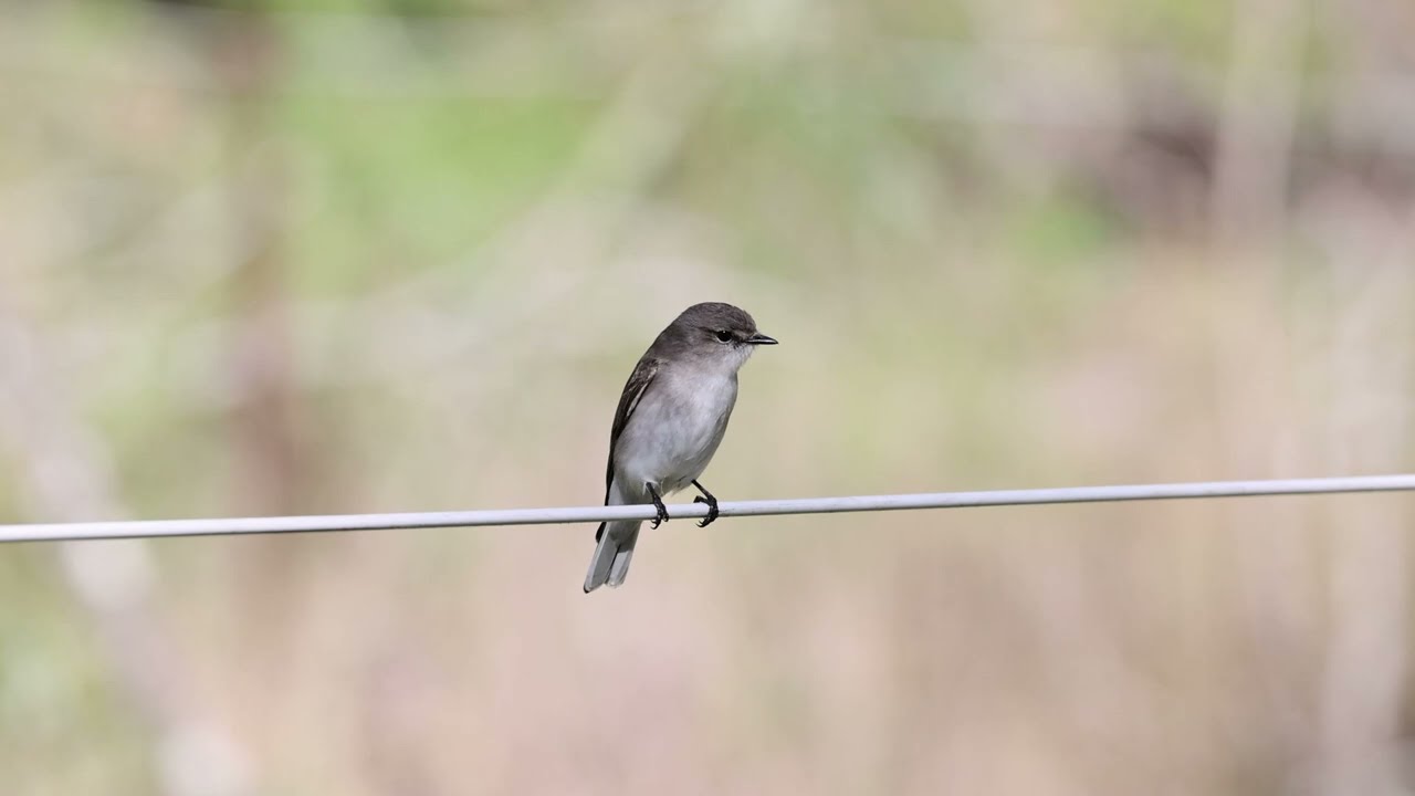 Jacky Winter at Hardings Paddock, Jun 2024