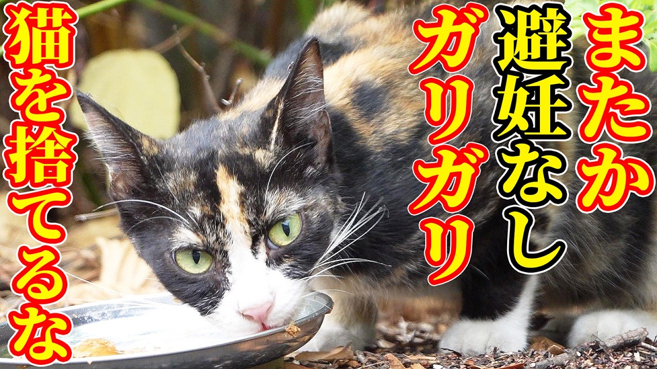 Scorching Heat & Abandoned Cat] What happens when you feed a