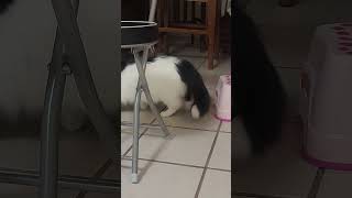 mummy, mousey in our housey...
