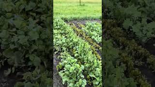 May garden update!  Fifty eight tomato plants are in.