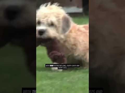 Βίντεο: Dandie Dinmont Terrier