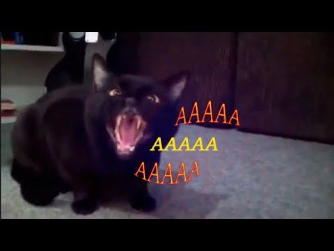 кот издает голос как человек