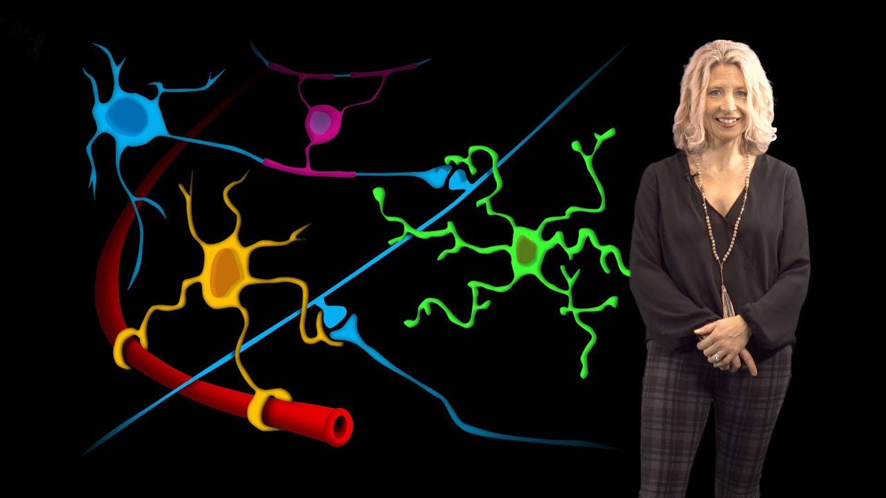 Update Beth Stevens (Boston Children’s) 1: Microglia States in Health and Disease